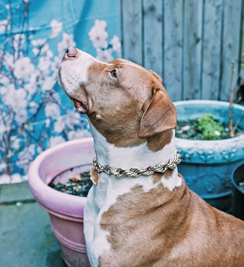 Rope Chain Dog Collar The Dookie in Silver